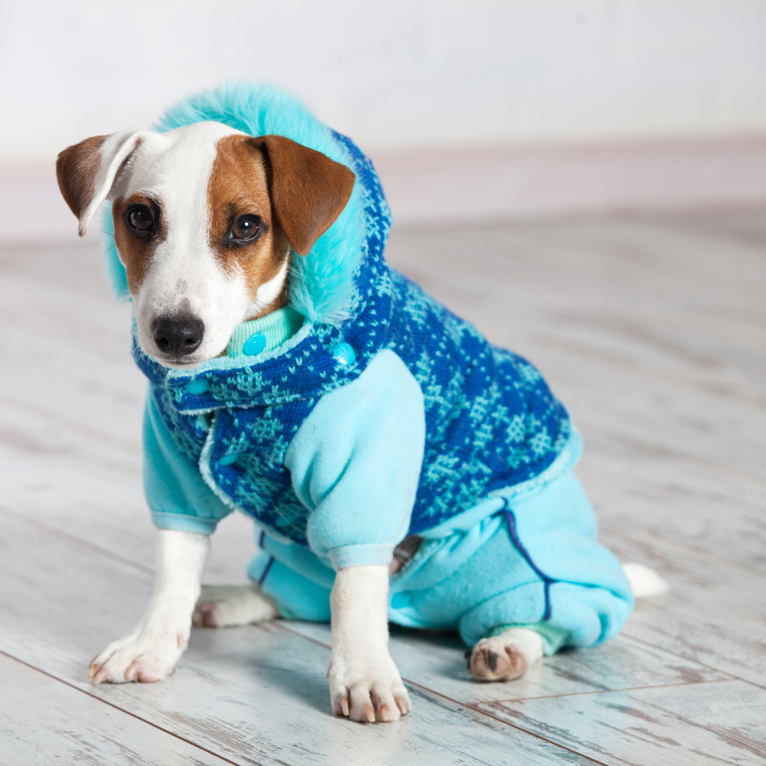 Pet Clothing and Accessories
