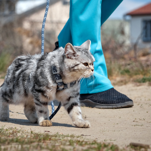 Leashes/Collars and Harnesses