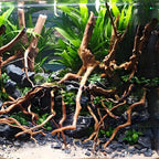 Natural Driftwood Root Trunk Tree