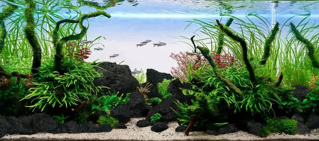 Black Lava Stones