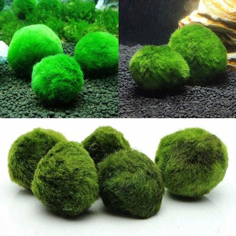 Moss Balls Live Aquarium Plant Algae