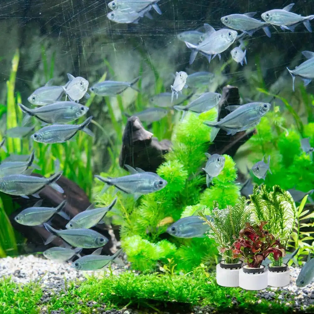 10/20Pcs Aquatic Landscape plant holder
