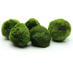 Moss Balls Live Aquarium Plant Algae