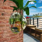 Aquariums Pack Wall Hanging Glass
