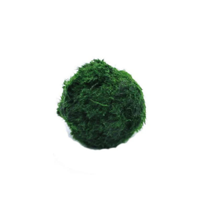 Moss Balls Live Aquarium Plant Algae