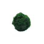 Moss Balls Live Aquarium Plant Algae