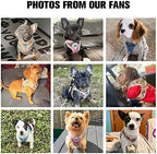 Safe Harness for Small Dogs & Cats