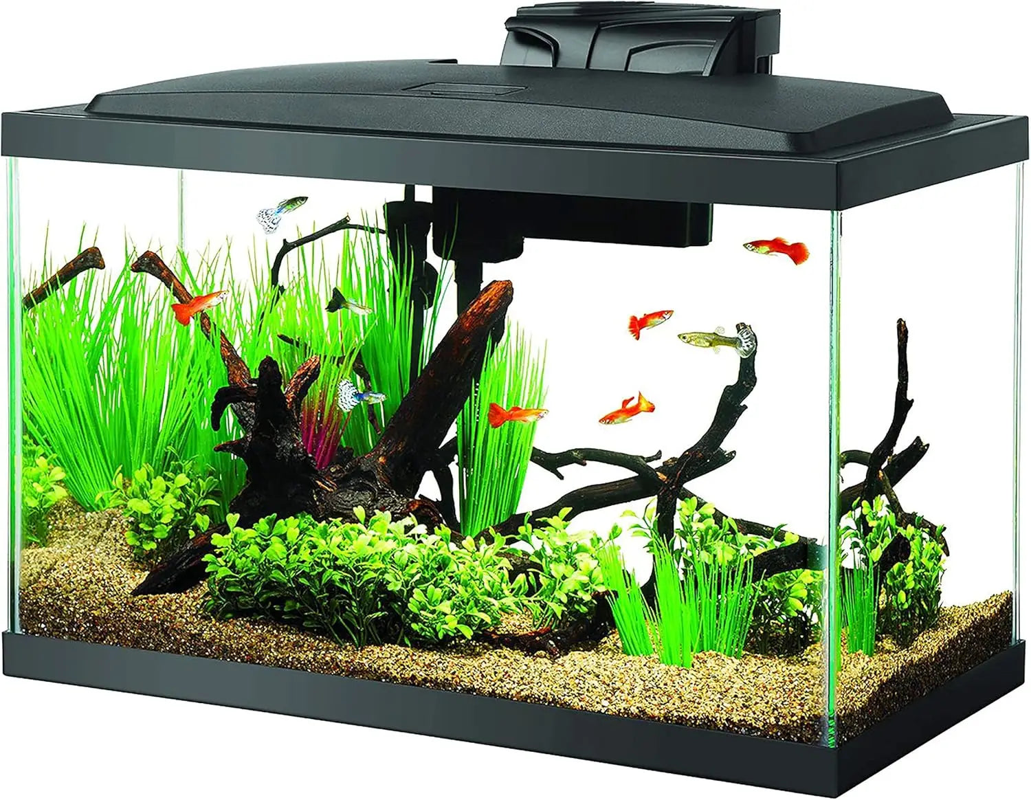 10 Gallon Aquarium Starter, Setup for Beginners
