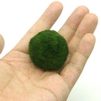 Moss Balls Live Aquarium Plant Algae