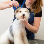 Flea Comb for Cat, Dog