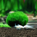 Moss Balls Live Aquarium Plant Algae