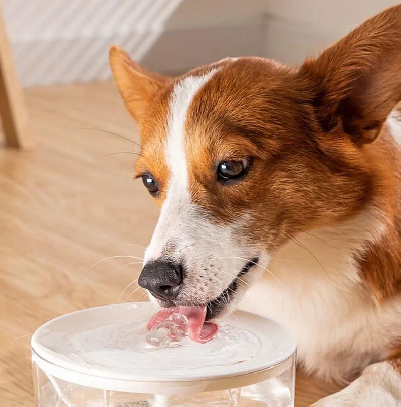 Pet Water Fountain