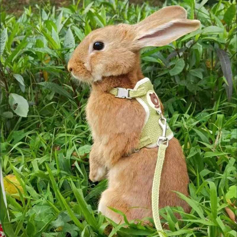 Outdoor Harness and Leash Set for pets