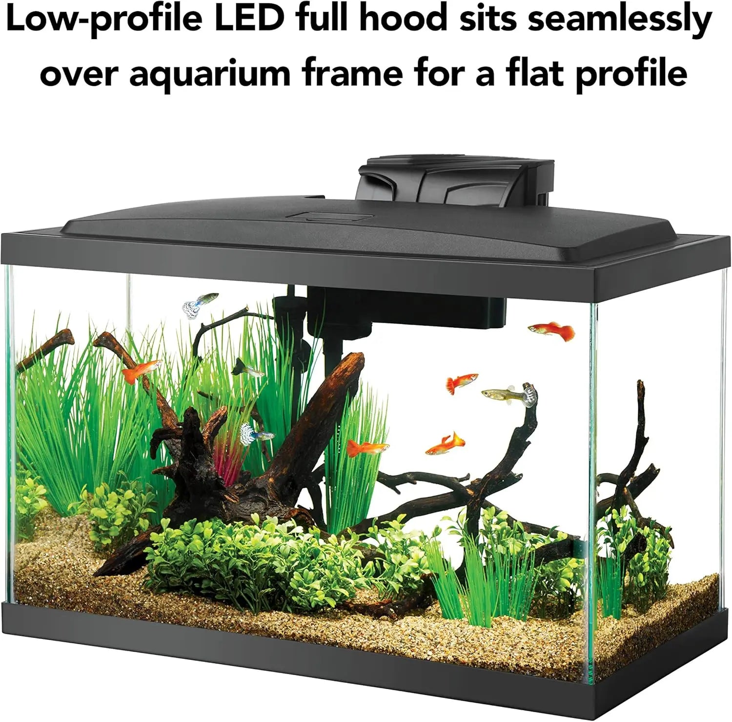 10 Gallon Aquarium Starter, Setup for Beginners