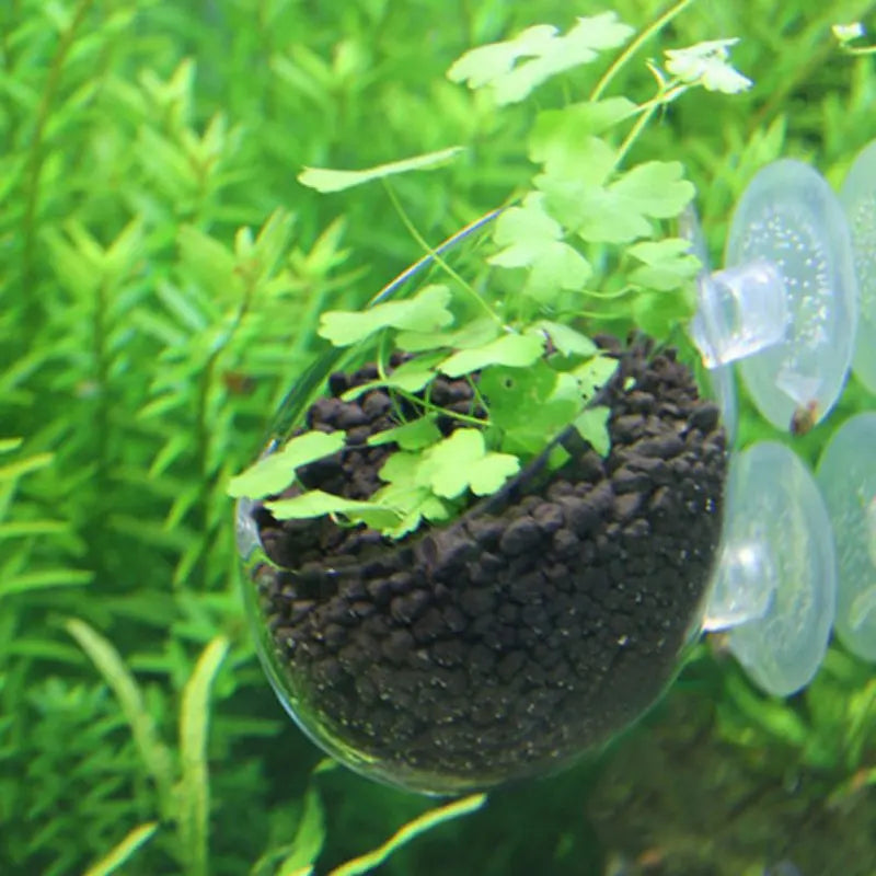 Acrylic Aquatic Plant Cup