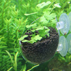 Acrylic Aquatic Plant Cup