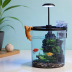 1.5 Gal Betta Fish Tank