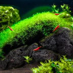 Black Lava Stones