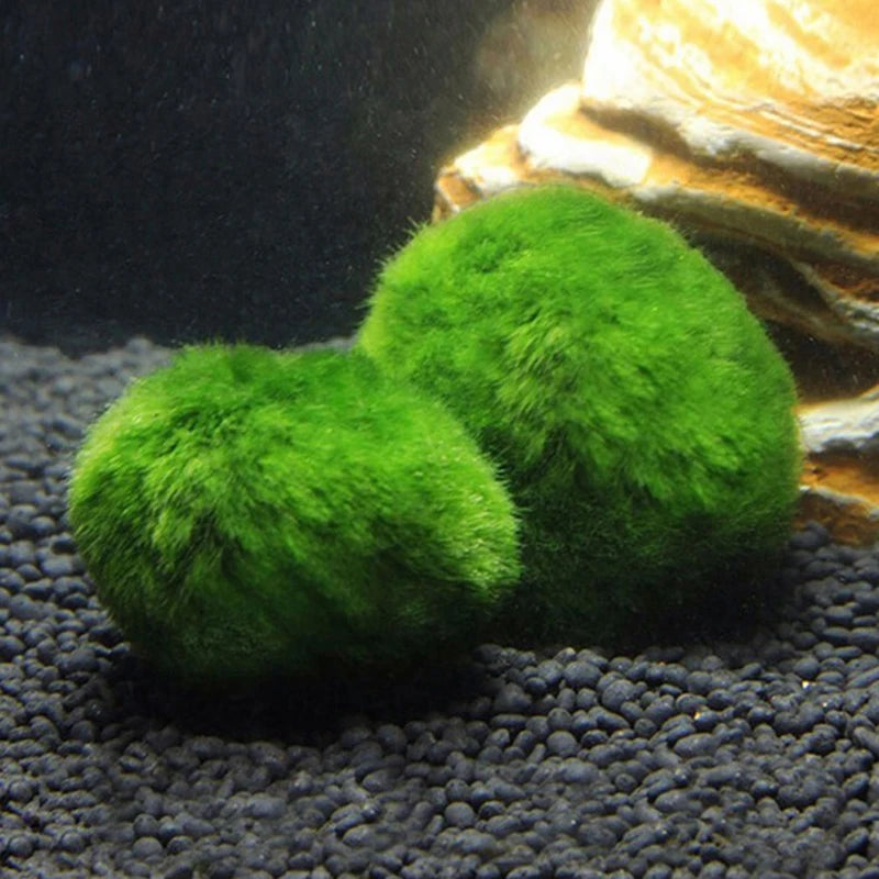 Moss Balls Live Aquarium Plant Algae