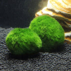 Moss Balls Live Aquarium Plant Algae
