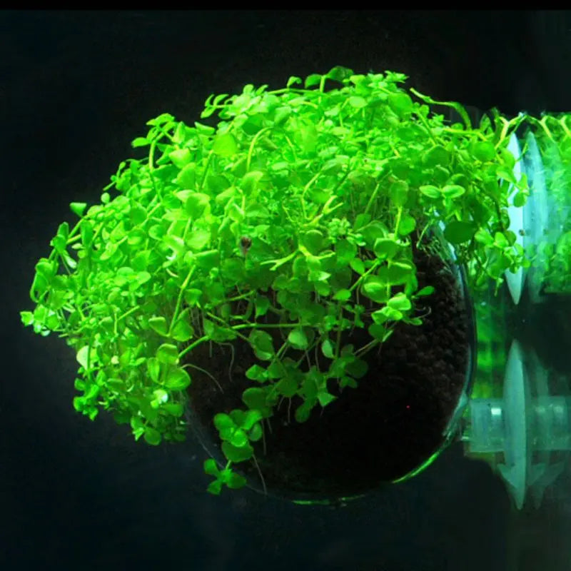 Acrylic Aquatic Plant Cup