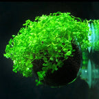 Acrylic Aquatic Plant Cup