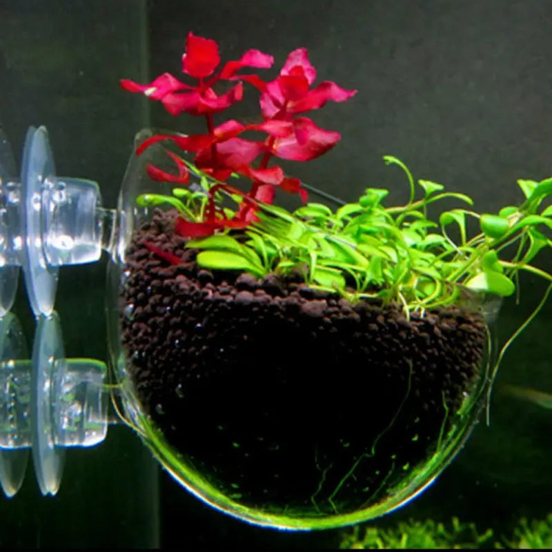 Acrylic Aquatic Plant Cup