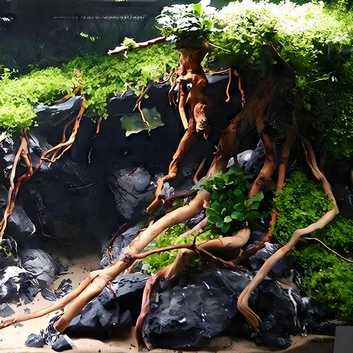 Natural Driftwood Root Trunk Tree