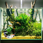 10/20Pcs Aquatic Landscape plant holder