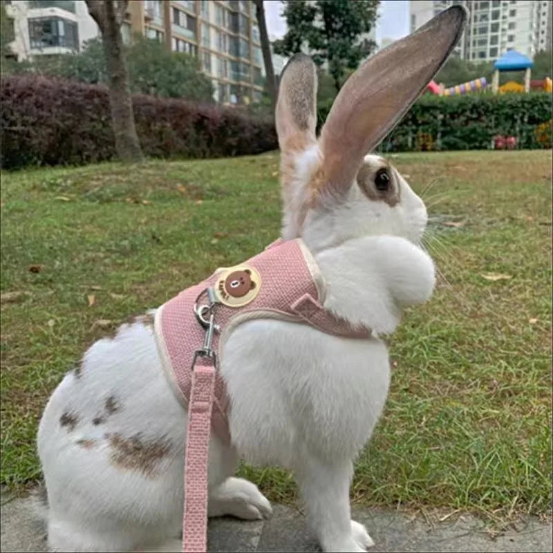 Outdoor Harness and Leash Set for pets